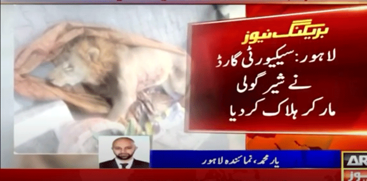 Pet lion shot dead after escaping from house in Lahore