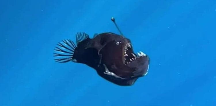 WATCH: First-ever daylight sighting of "Black Devil Fish"