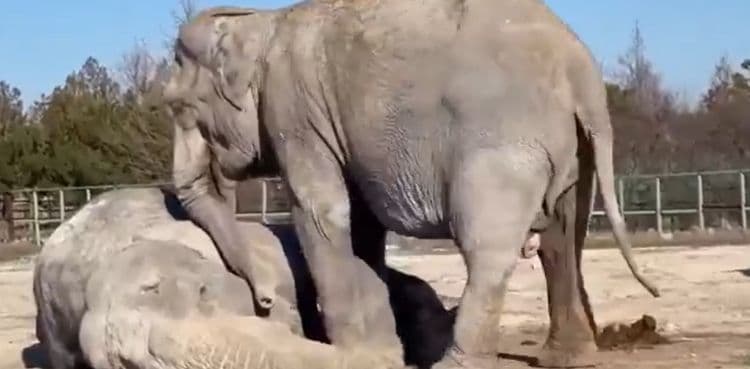 Viral video of elephants’ deep bond leaves the internet in tears