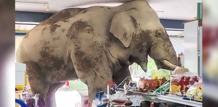 Watch: Hungry elephant barges into grocery store