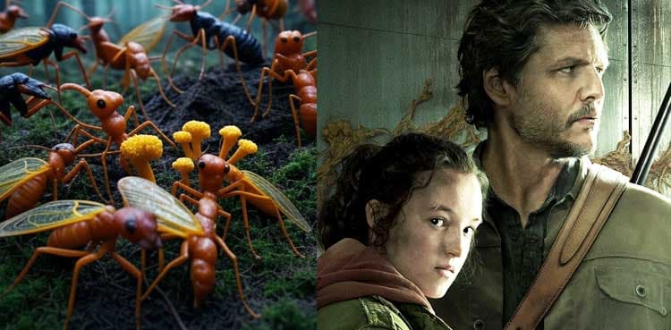 Zombie Fungi: Cordyceps and Ophiocordyceps Made Popular by 'The Last of Us'