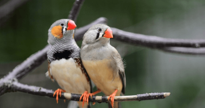 Zebra finch chirps are more than mindless chatter, conveys meaning