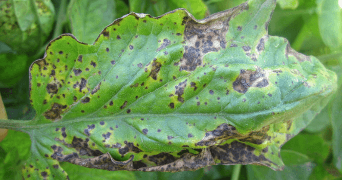 Scientists discover how 'Xanthomonas' bacteria steals nutrients from crops
