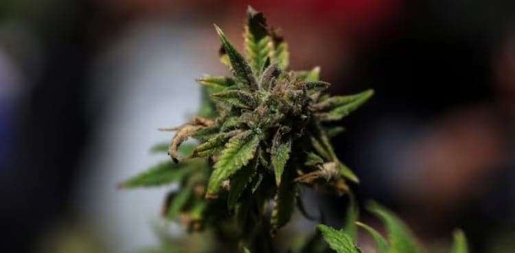 Trump to sign order easing restrictions on marijuana this week