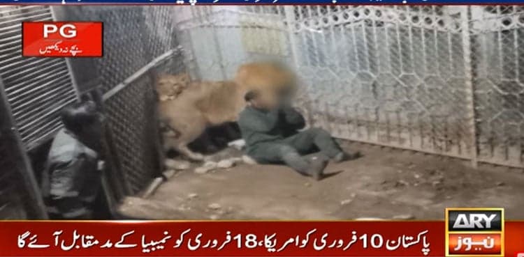 Wildlife officer injured in lion attack at Jalvi Darbar, Faisalabad