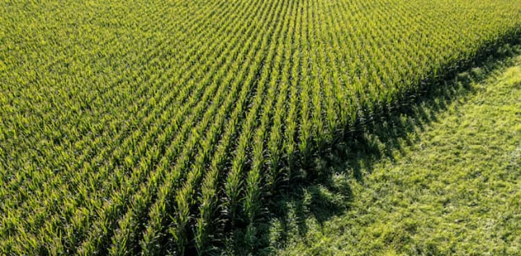 US farmers rush to sell crops as Iran war fuels rally