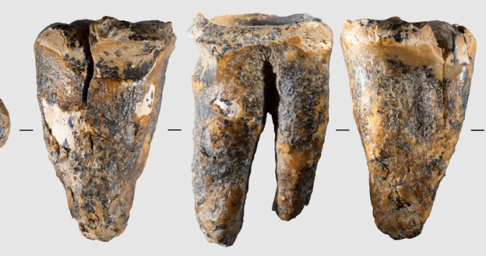 Tooth from Siberian cave reveals Neanderthal dental surgery