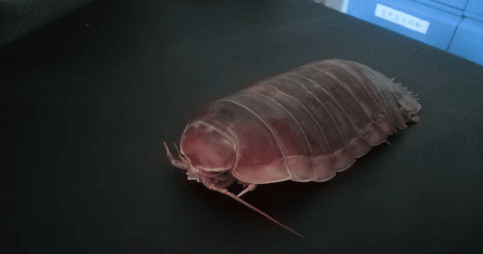 Deep-sea denizens go years without food with clever biological fix
