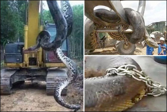 giant anaconda brazil