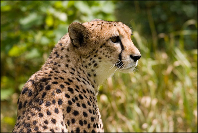 cheetah1