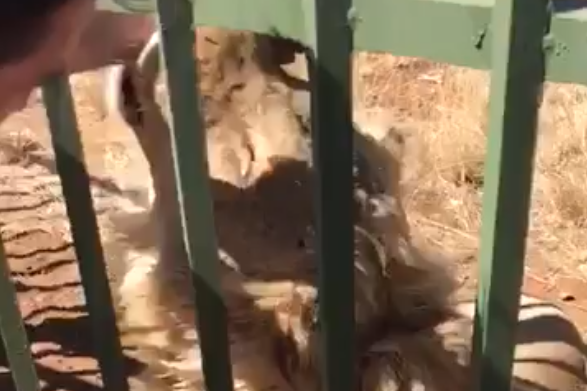 lion bite