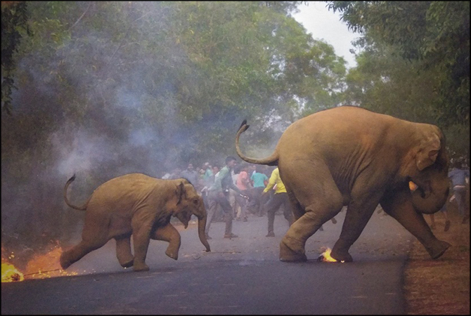 elephant fleeing fire