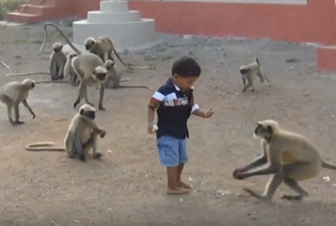 Monkeys kid bond India