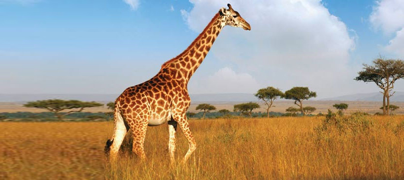 How did the giraffe get it's long neck? - ARY NEWS