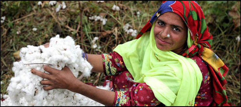 Pakistan's cotton imports to hold near record highs as output dwindles ...