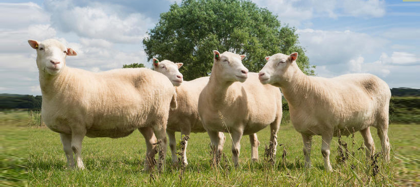 New Zealand Sheep