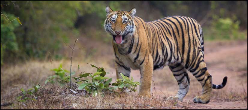 WWF calls for crack down on 'tiger farms' - ARY NEWS