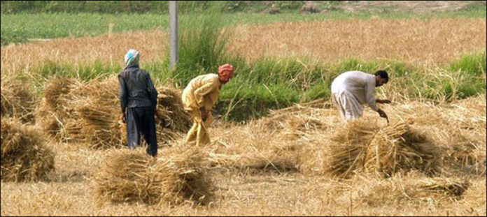 agriculture sindh