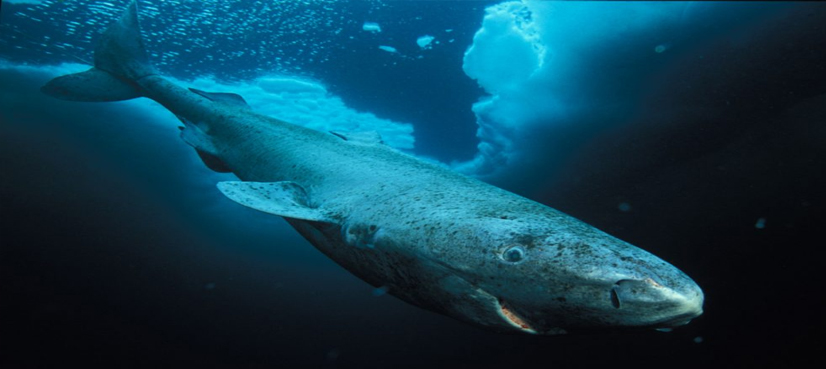 Greenland sharks may live 400 years, researchers say - ARY NEWS