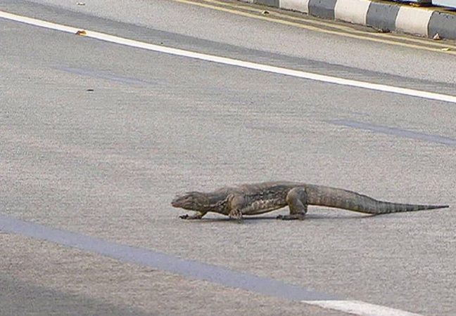 'There's a giant lizard on the track!' says Formula One driver ...