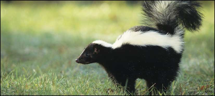 Indiana man accused of mailing dead skunks, raccoon to rival for job ...