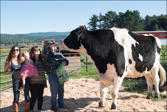 Meet Danniel - the 'tallest' cow in the world - ARY NEWS