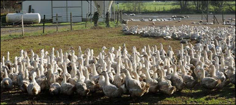 bird flu france poultry