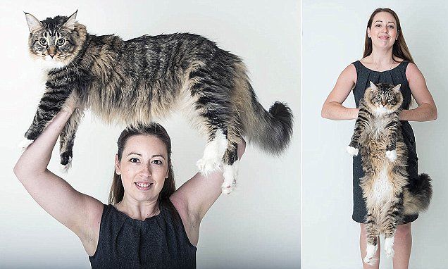 VIDEO: Ludo, the world’s longest cat awarded place in Guinness World ...