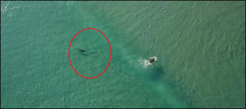 VIDEO: Sharks Swimming Around Florida Surfers Spotted On Drone Camera ...