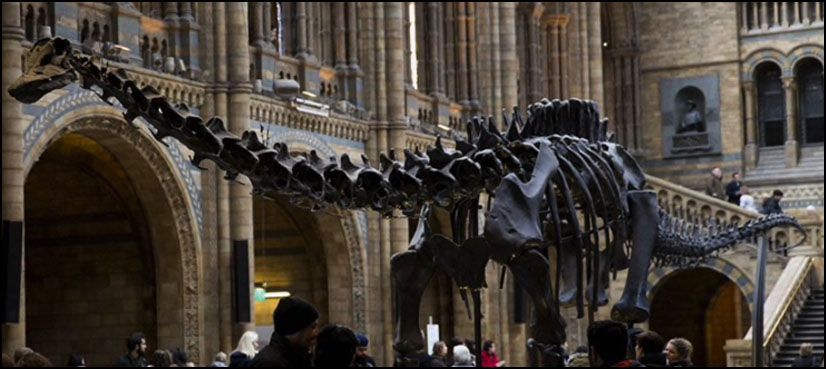 natural history museum dippy replacement