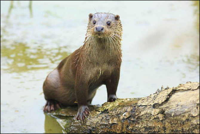 Giant wolf-size otters once roamed China - ARY NEWS