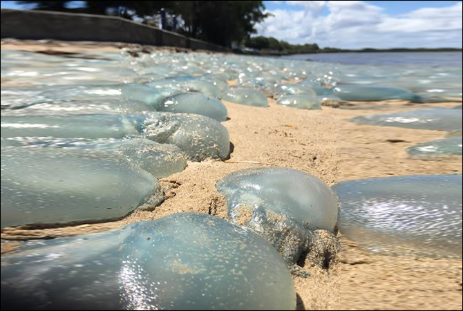 In pictures: Army of blue jellyfish 'invade' Australian beach - ARY NEWS