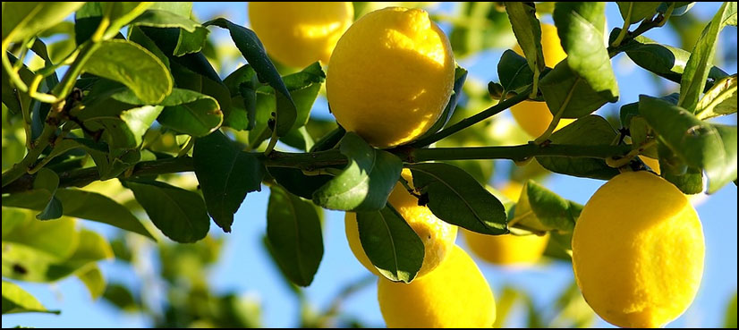 Uzbek farmers offered lemon trees and chickens - ARY NEWS