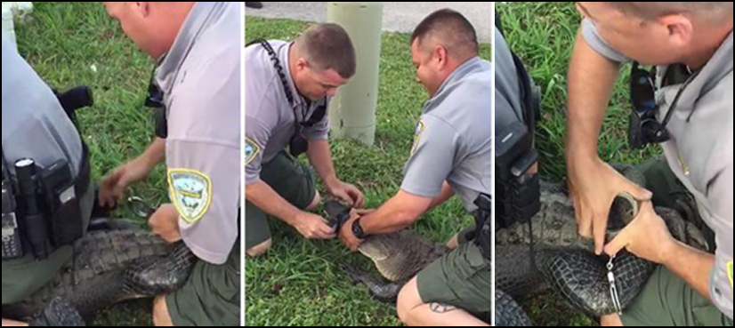 VIDEO: Alligator Arrested, ‘handcuffed’ By US Wildlife Officers - ARY NEWS