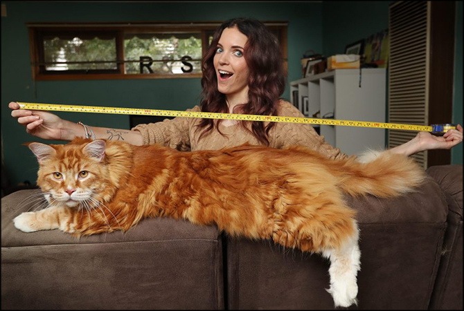 This nearly 4-feet cat may be world’s longest - ARY NEWS