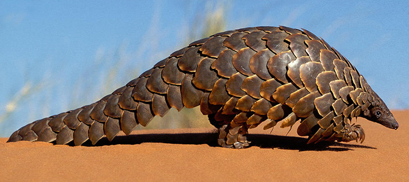indonesia-seizes-pangolins-scales-worth-190-000-ary-news
