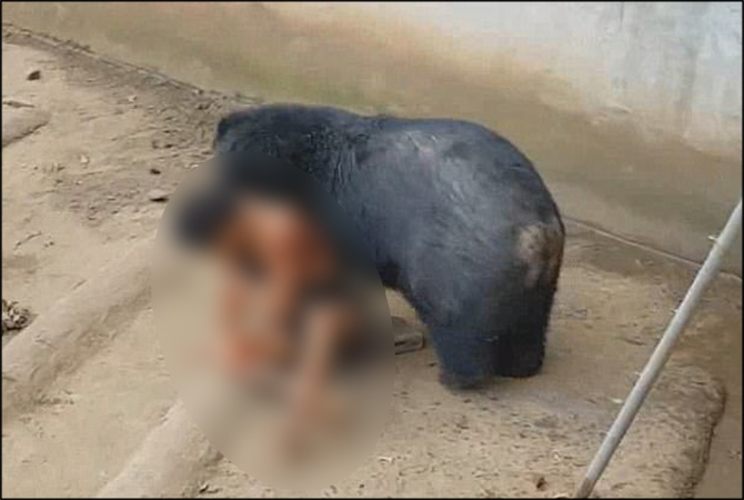 Horrific footage: Bear attacks tourist at Thailand zoo