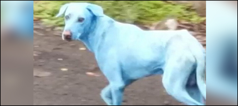 why are there blue dogs in mumbai