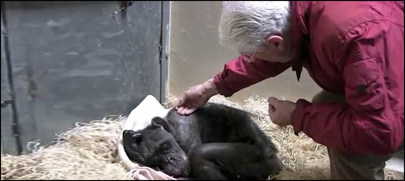 Dying chimpanzee recognizes old human friend in heart-melting video