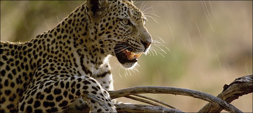 Muree leopard attack