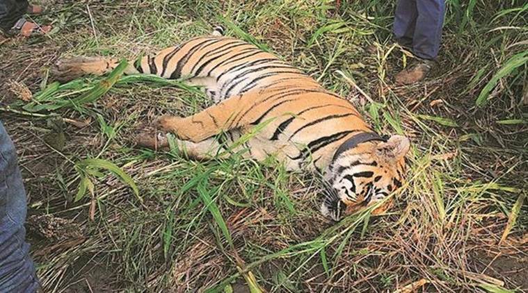 India Man Eating Tiger Dies After Being Electrocuted 