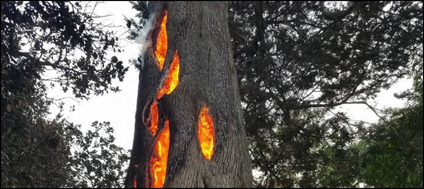 Watch Man Discovers Tree ‘burning From Inside In California 