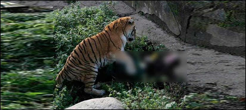 Female zookeeper mauled by a tiger in front of visitors