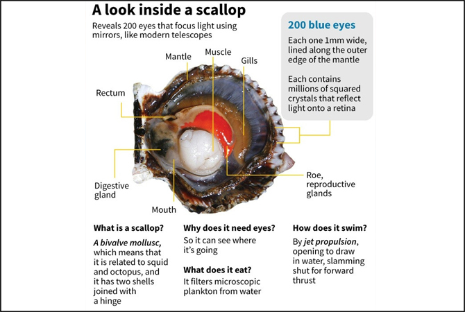 Scallops have 200 eyes, which function like a telescope: study