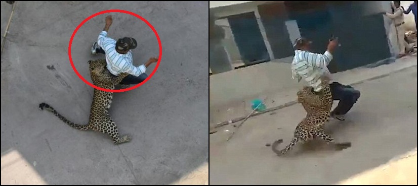 VIDEO: Leopard ‘invades’ housing colony in India, mauls a man