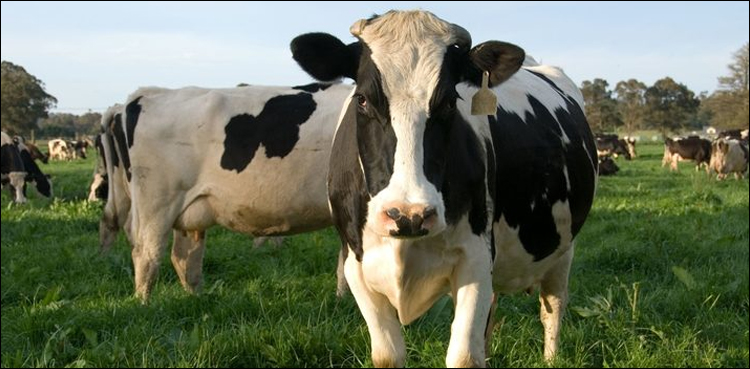 Canada cows methane