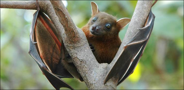 Nipah virus India Kerala