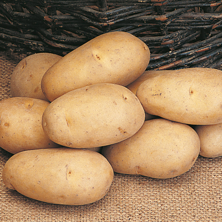 Скороспелые сорта картофеля. Сорт картофеля Маджестик. Сорт картофеля Веселовский.