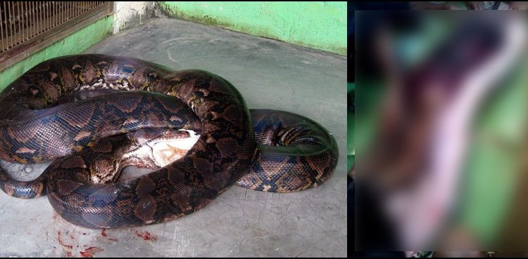 Indonesian Woman Swallowed By Giant Python