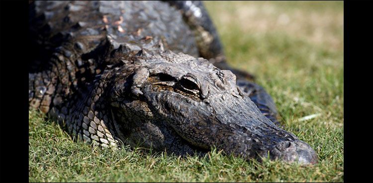 Alligator on Tarmac Holds Up Flight at Florida Airport